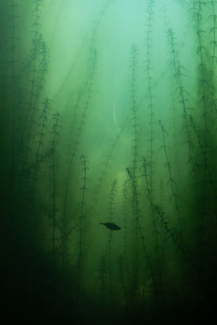 Lough Neagh’s Algae Crisis: Northern Ireland’s Lake in Peril