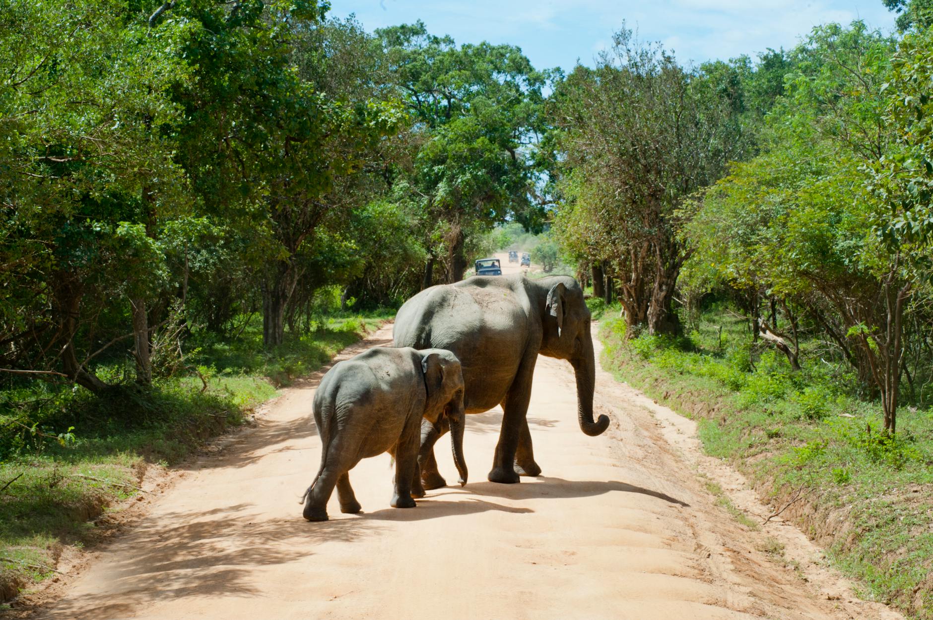 10 Amazing Facts About Elephants You Didn’t Know